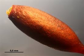 Attēlu rezultāti vaicājumam “Leucodon sciuroides”