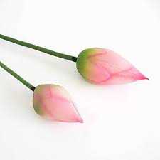 Attēlu rezultāti vaicājumam “Lotus sp. bud”