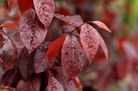 Attēlu rezultāti vaicājumam “Prunus cerasifera”