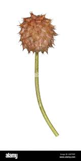 Attēlu rezultāti vaicājumam “Trifolium fragiferum fruit”