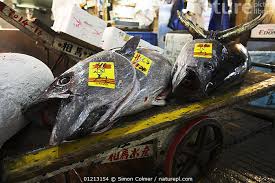 Image result for Thunnus obesus