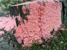 Attēlu rezultāti vaicājumam “Rhodonia placenta”