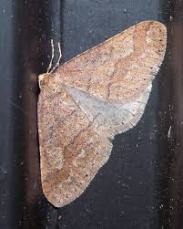 Attēlu rezultāti vaicājumam “Agriopis marginaria”