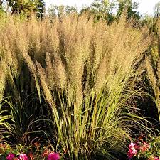 Attēlu rezultāti vaicājumam “Calamagrostis canescens leaf”