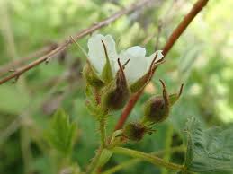 Attēlu rezultāti vaicājumam “Rubus caesius flower”