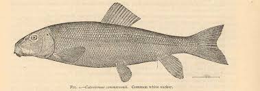 Image result for Catostomus commersonii