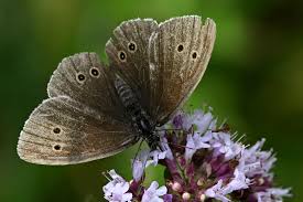 Attēlu rezultāti vaicājumam “Aphantopus hyperantus upperside”
