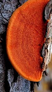 Attēlu rezultāti vaicājumam “Pycnoporus cinnabarinus”