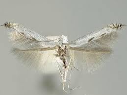 Attēlu rezultāti vaicājumam “Lyonetia prunifoliella”