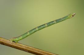 Attēlu rezultāti vaicājumam “Jodis putata”