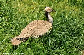 Image result for Chlamydotis macqueenii