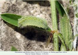 Attēlu rezultāti vaicājumam “Agrodiaetus damon”