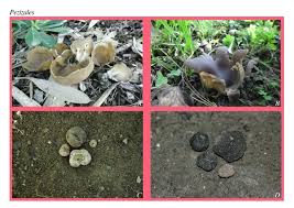 Attēlu rezultāti vaicājumam “Helvella acetabulum”