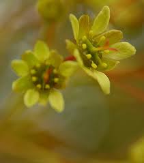 Attēlu rezultāti vaicājumam “Acer platanoides flower”
