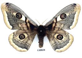 Attēlu rezultāti vaicājumam “Saturnia pavonia female”