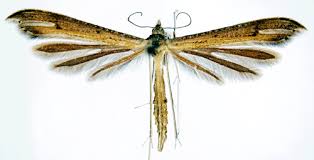 Attēlu rezultāti vaicājumam “Stenoptilia pterodactyla”