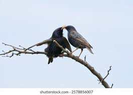 Attēlu rezultāti vaicājumam “Sturnus vulgaris male”