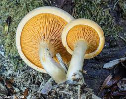Attēlu rezultāti vaicājumam “Hygrophoropsis aurantiaca”