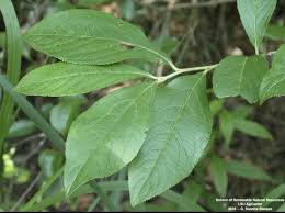 Attēlu rezultāti vaicājumam “Aronia melanocarpa leaf”
