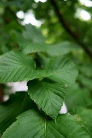 Attēlu rezultāti vaicājumam “Sorbus alnifolia”