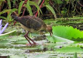 Image result for Porphyrio alleni