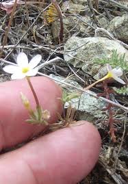 Attēlu rezultāti vaicājumam “Polemoniaceae”