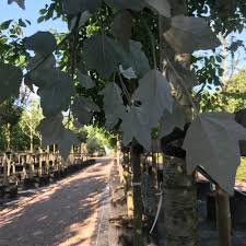 Attēlu rezultāti vaicājumam “Populus alba Nivea”