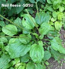 Attēlu rezultāti vaicājumam “Plantaginaceae”