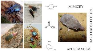 Attēlu rezultāti vaicājumam “Carabidae”