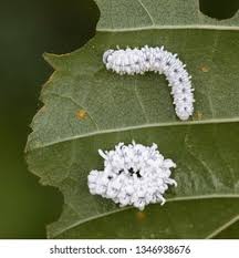 Attēlu rezultāti vaicājumam “Eriocampa ovata larva”