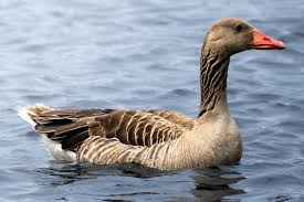 Attēlu rezultāti vaicājumam “Anser anser”