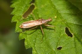 Attēlu rezultāti vaicājumam “Nabis limbatus”