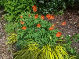 Image result for Meconopsis cambrica