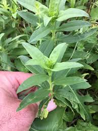 Attēlu rezultāti vaicājumam “Saponaria officinalis leaf”