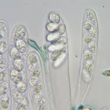 Attēlu rezultāti vaicājumam “Mniaecia jungermanniae”