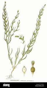 Attēlu rezultāti vaicājumam “Thesium alpinum”