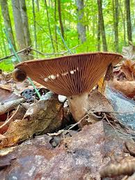 Attēlu rezultāti vaicājumam “Didymium tussilaginis”