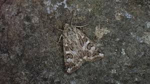 Attēlu rezultāti vaicājumam “Protoschinia scutosa”