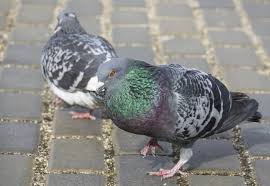 Attēlu rezultāti vaicājumam “Columba livia f. domestica”