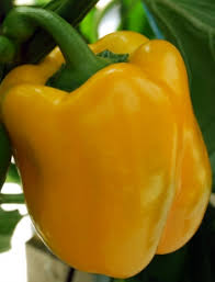 Afbeeldingsresultaat voor californian wonder golden sweet pepper