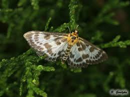 Attēlu rezultāti vaicājumam “Anania stachydalis”