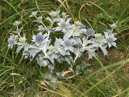 Attēlu rezultāti vaicājumam “Eryngium maritimum”