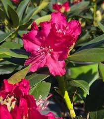 Attēlu rezultāti vaicājumam “rhododendron”