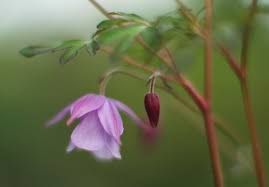 Attēlu rezultāti vaicājumam “Aquilegia vulgaris bud”