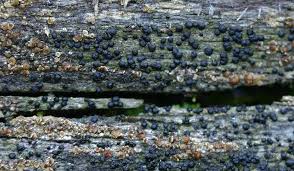 Attēlu rezultāti vaicājumam “Micarea sp.”