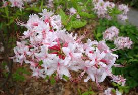 Attēlu rezultāti vaicājumam “Rhododendron periclymenoides flower”