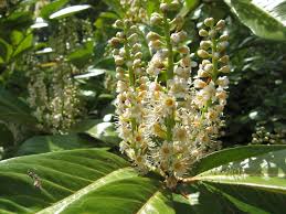 Attēlu rezultāti vaicājumam “Prunus spinosa leaf”