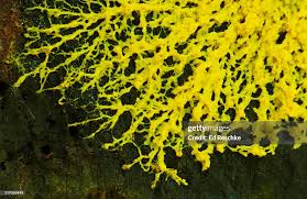 Attēlu rezultāti vaicājumam “Fuligo septica cf. rufa plasmodium”