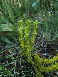Attēlu rezultāti vaicājumam “Huperzia selago”