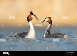 Attēlu rezultāti vaicājumam “Podiceps cristatus adult”